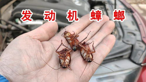 汽車里有多少蟑螂
