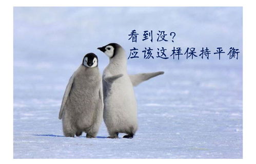 企鵝汽車掛件價格多少