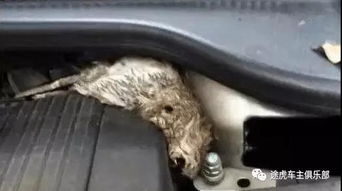 汽車振動頻率取多少
