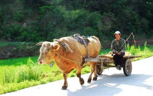 多少牛可以拉走汽車