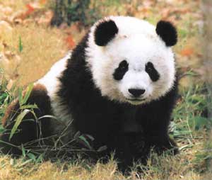 比大熊貓更瀕危的動(dòng)物全國(guó)僅剩1只