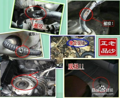 防鼠汽車多少錢