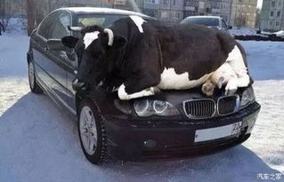 汽車?yán)涿苟嗌僬? title=