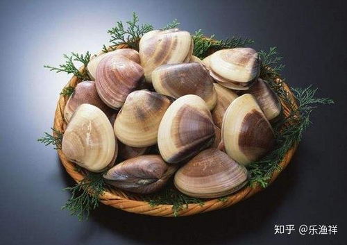 山東一景區(qū)專門撒蛤蜊給游客挖