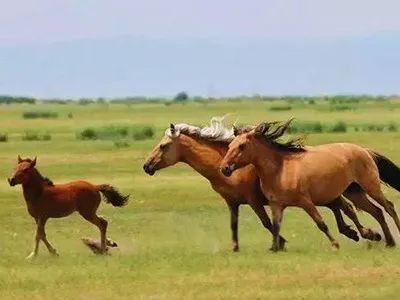 蒙古馬被賣后獨(dú)自跋涉300里跑回家