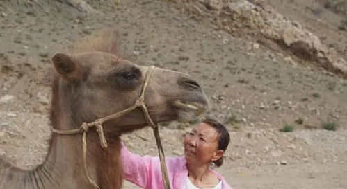 蒙古馬被賣后獨(dú)自跋涉300里跑回家