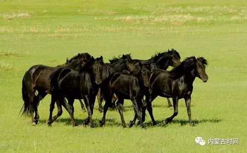 蒙古馬被賣后獨(dú)自跋涉300里跑回家