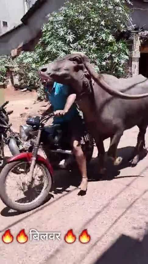 印度一公牛騎走路邊摩托車